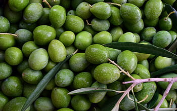 hromadu manga, olivy, zelená, zralý, zralé olivy, frisch, o, sklizeň, Pozadí, nocellara, nocellara olives