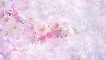 cherry, blossom, digital, wallpaper, nature, flower, plant, summer, background, floral, bright