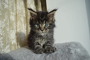mejnkun, maine coon, mainkan, kotě, kočka, koťata, domácí mazlíčci, domácí zvíře, zvířat, roztomilý, kočky