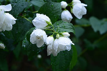 jasmin, rostlina, keř, přírodní květiny, dešťová kapka, mokré, bílý, listy