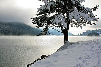 strom, sněhové vločky, tělo, voda, sníh, jehličnatý, jezero, hory, panoráma, záře, hdr