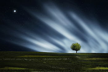 lone, tree, moon, digital, wallpaper, amazing, beautiful, beauty, blue, breathtaking, calm