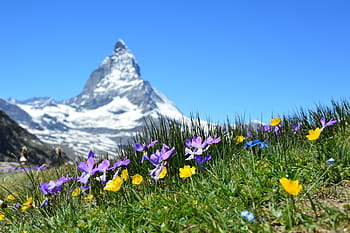 green, grass, mountain, matterhorn, alpine, zermatt, mountains, gornergrat, valais, switzerland, nature