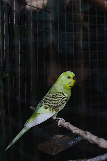berwarna-warni, sobat, kandang, Lucu, kesayangan, hewan, manis, burung, domestik, bayan, budgie