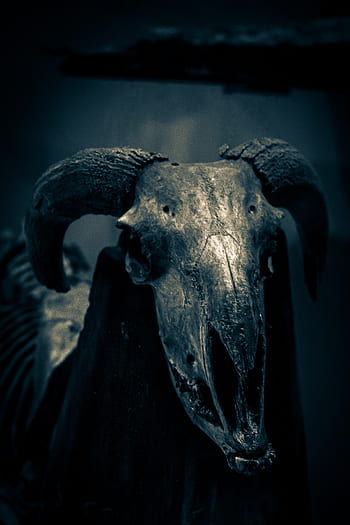 mummy, devil, museum, halloween, skull, horror, goat, lyon, confluence, egypt