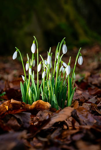 plant, growth, flowers, seedlings, growing, soil, nature, life, agriculture, botany, earth