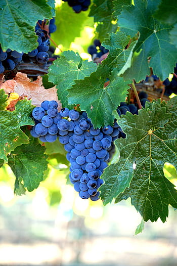 modré hrozny, merlot, hrozny, víno, ovoce, sklizeň, clusteru, vinná réva, vinice, vinařství, hroznů