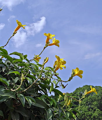 노란 나팔 포도 나무, 꽃, 노랑, adenocalymna comosum, 비그 노니 아세과, 인도