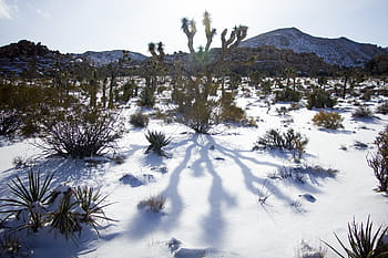 landschap, toneel-, winter, sneeuw, cactus, Joshua Tree National Park, Californië, buitenshuis, westen, wildernis, droog