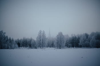 trees, coated, snow, winter, time, nature, landscape, forests, blanket, fog, solemn