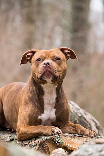 close, photography, brown, pitbull, animal, nature, cute, dog, mammal