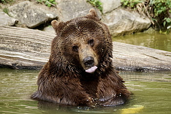 grizzly, bære, grøn, vand, brun bjørn, dyr, natur, Zoo, dyr verden, dyreliv park, pels