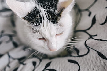 Blanco, triste, gato, Retratos, mascota, animal, gato triste, gato blanco, deprimido, malhumorado, mascotas