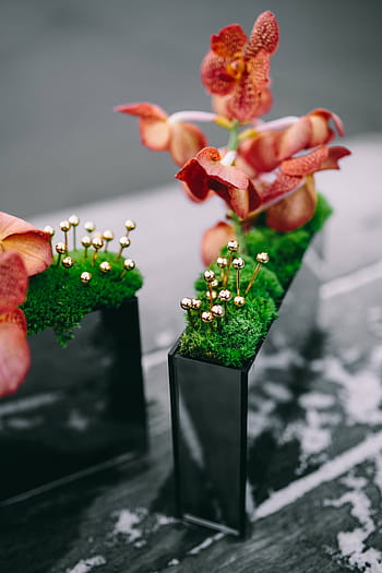 観賞用、 植物、 長方形、 ボックス、 ミニチュア、 観賞植物、 小さい、 装飾、 飾り、 ミニ、 花