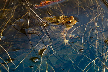 frog, spawn, pairing, mating season, spawning cord, water, frog spawn, egg, drop, amphibians, toad