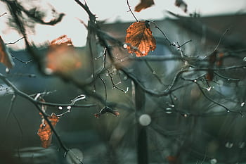 aesthetic, late autumn, rain, nature, drop of water, bokeh, november, wet, water, morning, sun