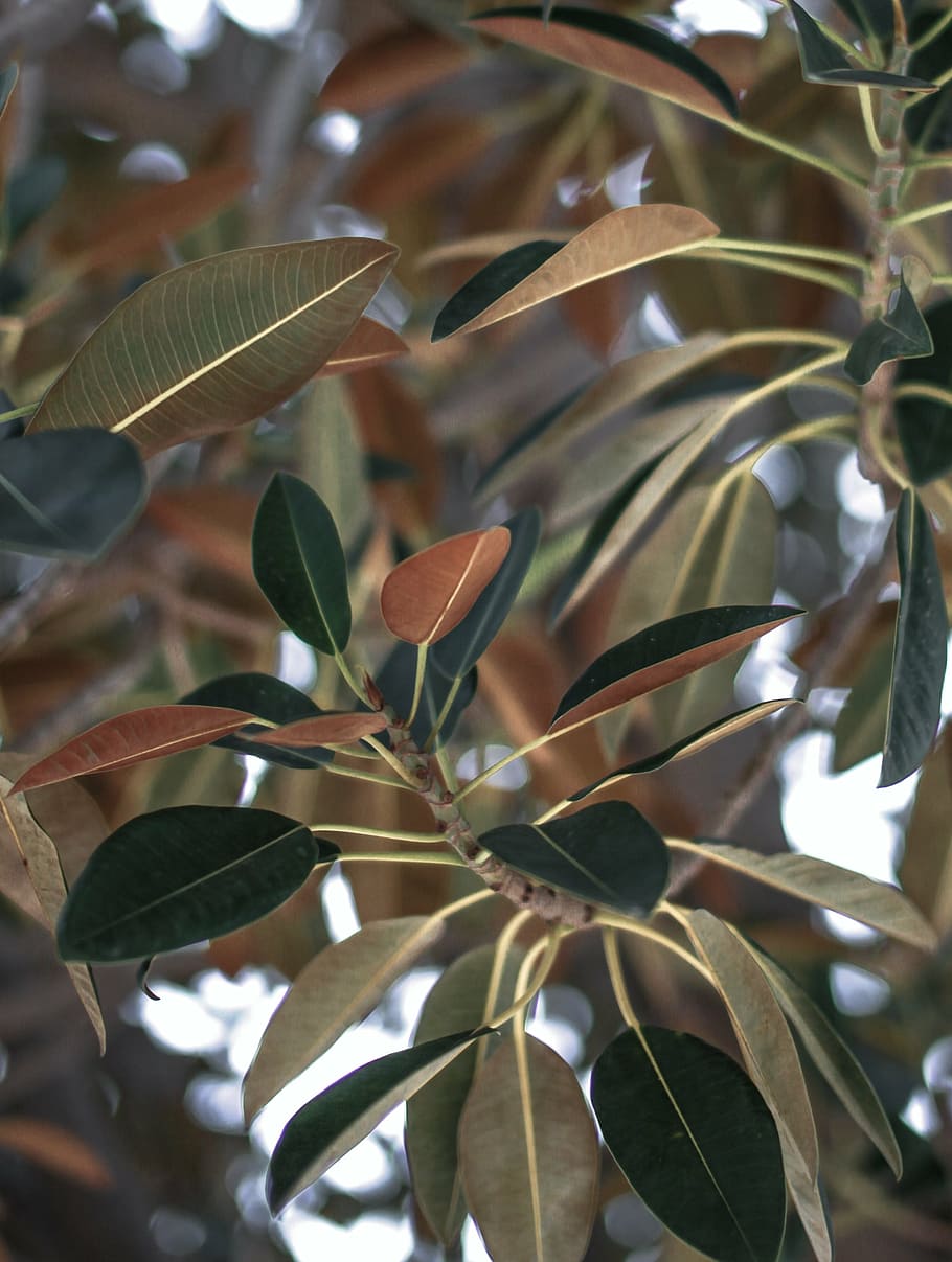 close-up photography, green, rubber plant, leaves, leaf, tree, plant, nature, agriculture, growth, olive tree