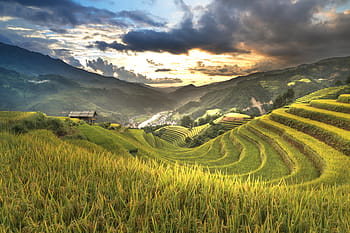 green rice terraces, vietnam, rice, rice field, ha giang, terraces, hoang su phi, travel, the landscape, natural, mountain