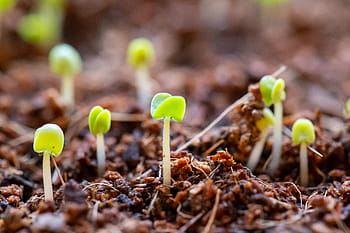 seedlings, growing, soil, plant, nature, life, agriculture, botany, earth, dirt, green