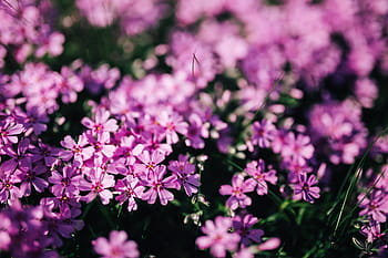 花、 開花、 春、 ピンク、 クローズアップ、 庭、 植物、 背景、 foral、 自然、 紫
