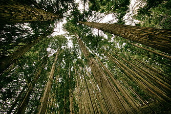 trees, forest, woods, nature, leaves, branches, tree trunks, bark
