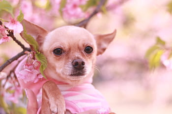 tan smooth chihuahua, Chihuahua, dog, chihuahua - Dog, animal, pets, cute, small, canine, outdoors, mammal