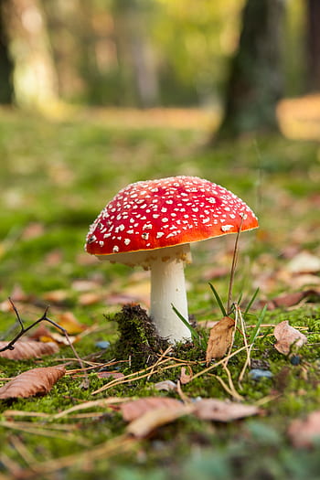 เห็ด, แมลงวัน agaric, สีแดง, ป่า, เป็นพิษ, ธรรมชาติ, ฤดูใบไม้ร่วง, ตะไคร่น้ำ, ด่าง, เห็ดมีพิษ, เห็ดป่า