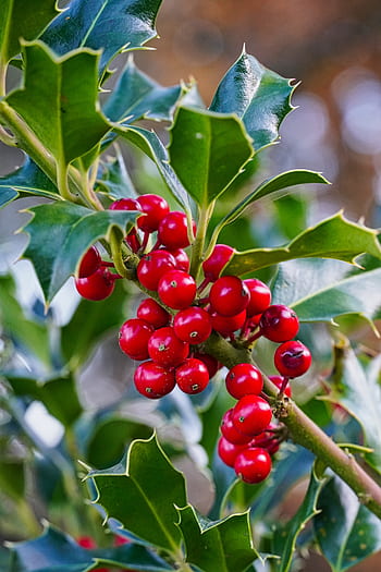 holly, christmas plant, plant, berry, bush, close up, spur, christmas, poisonous plant, red, berry red