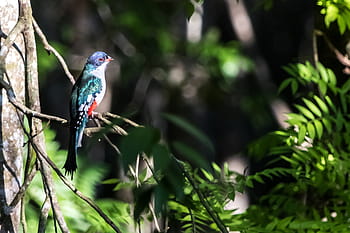 Cuba, Matanzas, cienaga de zapata, uccello, Tocororo, endemico, natura, albero, all'aperto, birdwatching