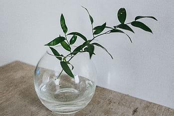 緑、 植物、 家の装飾、 緑の植物、 装飾、 カレンダー、 ポット、 花瓶、 屋内、 葉、 人なし