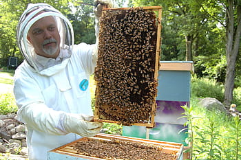 man, holding, bees board, Beekeeper, Frame, Beehive, Beekeeping, honeycomb, bee, hive, honeybee