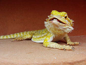 bearded dragon, reptile, Bearded Dragon, Reptile, pogona vitticeps, lizard, one animal, animal wildlife, animal themes, animals in the wild