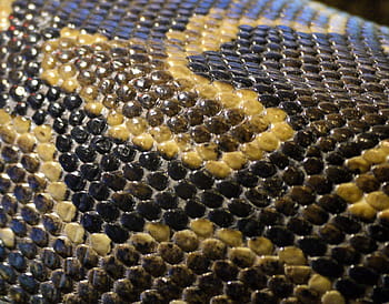 hnědý, Černá, hadí kůže, plaz, kůže, zvíře, vzor, Příroda, textura, design, snakeskin