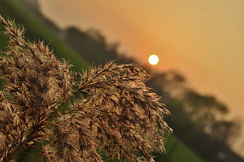 hnědá listová rostlina, fotografie, hnědý, Černá, listoval, rostlina, západ slunce, soumrak, zemědělství, Příroda, oříznutí