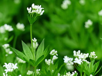 mařinka vonná, květ, bílý, list, stonek, zelená, galium odoratum, lesní rostlina, galium, listnatý les, kumarin