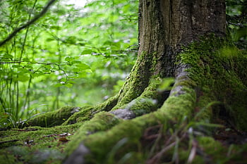 erdő, gyökér, fa, zöld, növény, moha, természet, elhomályosít, bokeh