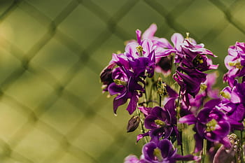 Aquilegia vulgaris, bunga, ungu, European Columbine, violet, Flora, mekar, botani, kelopak, bersifat merpati, alam