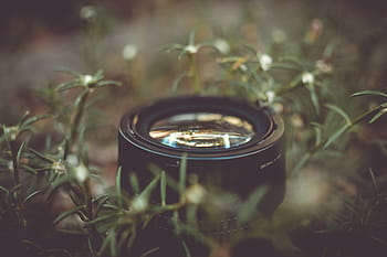 selettivo, foto di messa a fuoco, lenti della macchina fotografica, nero, telecamera, lente, verde, erba, fotografia, prato, natura