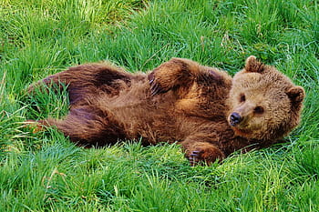 hnědý, grizzly, medvěd, pokládání, travnaté hřiště, divoký park poing, hrát si, voda, divoké zvíře, nebezpečný, srst