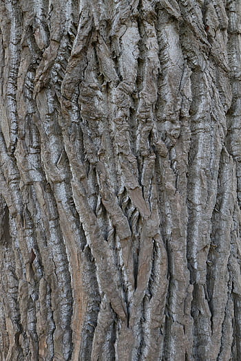strom, kůra, topol, dřevo, Příroda, log, kmen, struktura, les, hnědý, kůra stromu