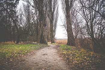 lago otoño / invierno camino, lago, otoño, invierno, camino, bosque, hierba, naturaleza, árbol, al aire libre, sendero