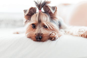 adorable, yorkshire terrier cachorro, inocente, mira, cama, en la cama, animales, dormitorio, lindo, perros, cara