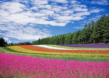 pink, green, yellow, red, white, purple, flowers, trees, blue, cloudy, sky