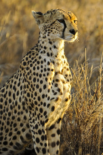 shallow, focus photography, cheetah, sitting, big cat, watching, predator, mammal, animal, feline, savannah