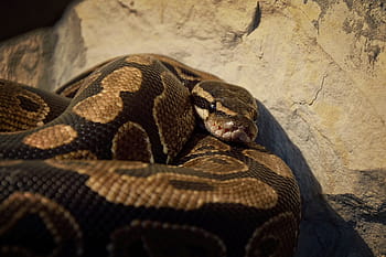 ヘビ、 壁紙、 バックグラウンド、 python regius、 ビバリウム、 育種、 爬虫類、 動物、 パイソン、 野生動物、 有毒
