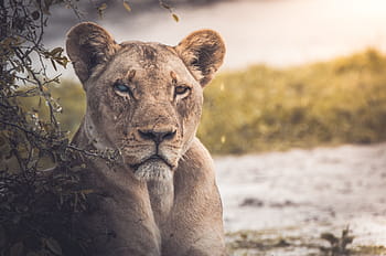 lioness near plant, lion, animal, zoo, forest, wildlife, green, leaf, plant, blur, safari Animals