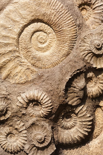 embossed, nautilus shell, brown, decor, shell, fossil, old, ancient, stone, nature, rock