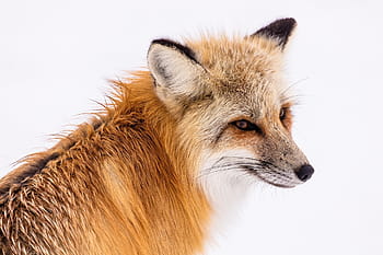 閉じる、 写真、 オレンジ、 フォックス、 レッドフォックス、 野生動物、 雪、 冬、 肖像画、 座っている、 自然