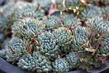 a fleshy plant, fleshy in this, cactus, garden, flowers, plants, a flower garden, potted plant, mini potted, succulent, botanical garden