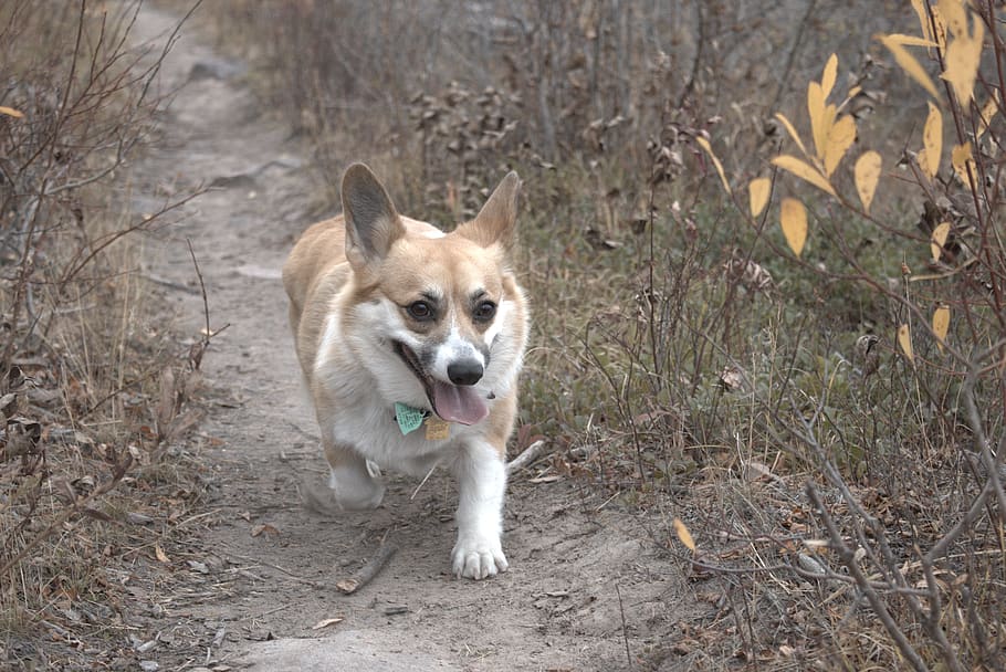 dog, corgi, outdoors, pet, path, run